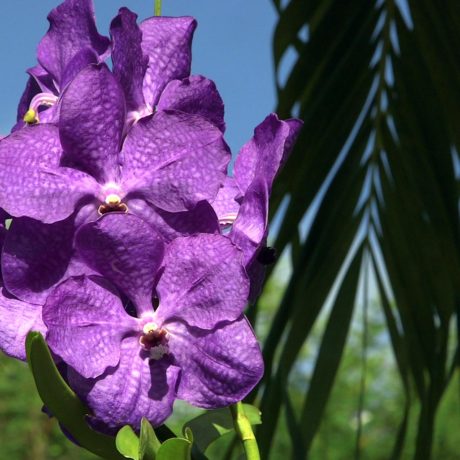 Purple orchid flowers at Casa Angular, a Vieques luxury villa rental in the Puerto Rico archipelago.