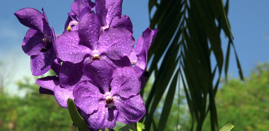 Purple orchid flowers at Casa Angular, a Vieques luxury villa rental in the Puerto Rico archipelago.