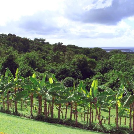 Caribbean villa banana grove