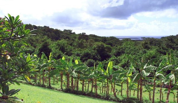 Caribbean villa banana grove