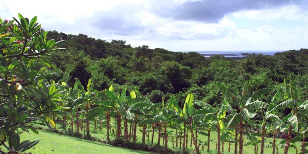 Caribbean villa banana grove