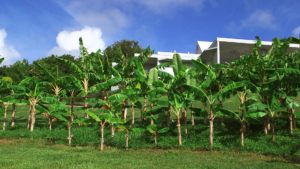 Vieques banana grove