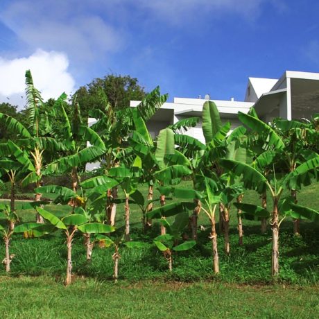 Vieques banana grove