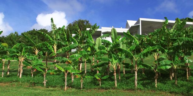 Vieques banana grove