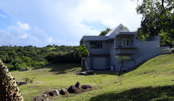 Ceiba tree on Vieques Island