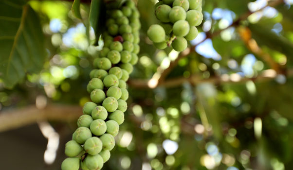 Uva de Playa or Sea Grapes