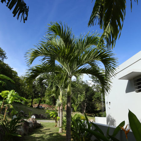 Palm trees at Casa Angular entrance