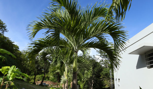 Palm trees at Casa Angular entrance