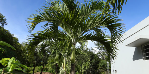 Palm trees at Casa Angular entrance