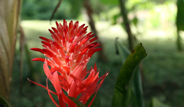 Ginger torch flower on Vieques