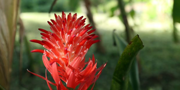 Ginger torch flower on Vieques