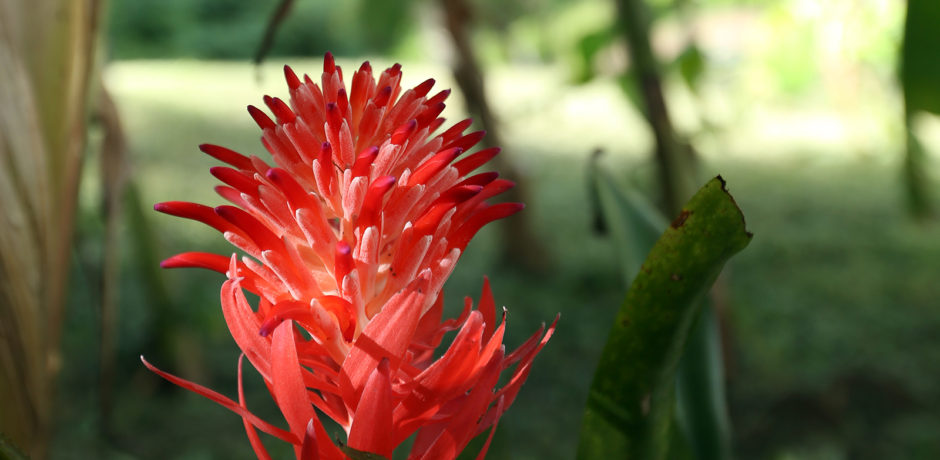 Ginger torch flower on Vieques