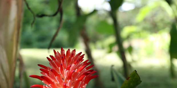 Torch ginger on Vieques Island
