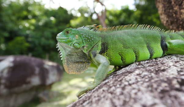 Iguana on rock at Casa Angular