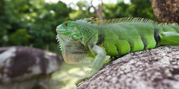 Iguana on rock at Casa Angular