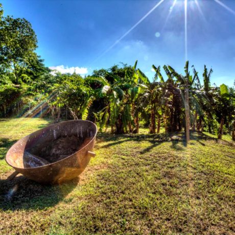 The banana grove at Casa Angular lines the southern border of the property at Casa Angular, luxury Vieques vacation rental villa.