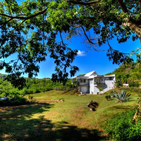 Ceiba tree on the Casa Angular grounds, a Vieques vacation rental villa.